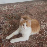 واگذاری گربه
