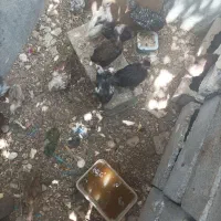 فروش مرغ باجوجه