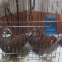 ۲ عددکفتر نر وماده تخم گذار