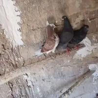 کفتر جفت سبز و ابلغ سرخ
