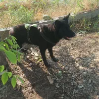 سگ ژرمن