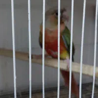 گرینچیک آناناسی سخنگو مولد آماده / مینت سالم