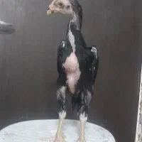 جوجه خروس شاموخون خالص
