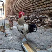 خروس معاوضه بادوتامرغ