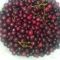 آلبالوی محلی و مجارستان