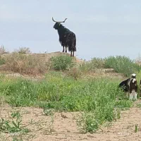 نر بز، پاچن تفتان