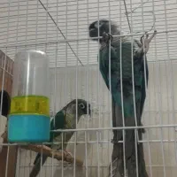 گرینچیک جفت معاوضه فقط با راهب