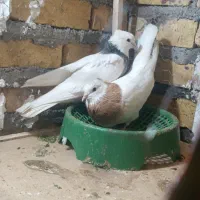 کفتر|پرنده|تایباد, |دیوار