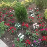 سمپاشی وباغبانی بادستگاههای مجهزی درتمام تهران