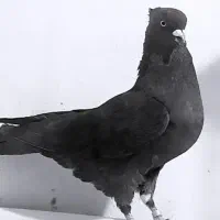 دسته کبوتر کاشونی