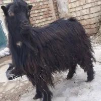 بزغاله نر چاق یکساله قربانی نذر با گوشت طبیعی