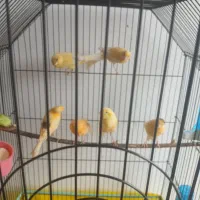 ۶ عدد قناری ۵تا نر|پرنده|قزوین, |دیوار