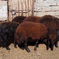 نره بره چاق
