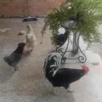 3 عدد مرغ و یک خروس