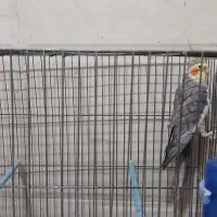 عروس هلندی