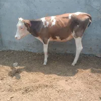 گاو