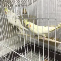 عروس هلندی جفت