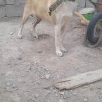 کچ نر ۵ ماهه