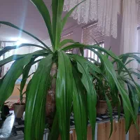 گل سوسن بزرگ