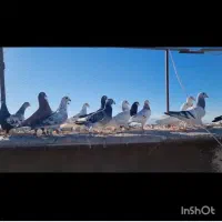 کفتر پلاکی   جفتی ۰۰