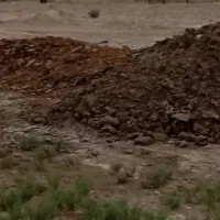 کود گاویی