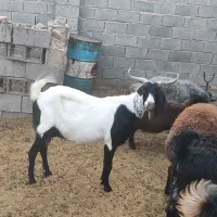 گوسفند، بز دورگه بسیار شیرا و دوقلو زا
