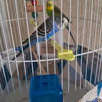 مرغ عشق جفت