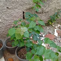 گل کاغذی صورتی