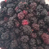 شاتوت تمیز و رسیده