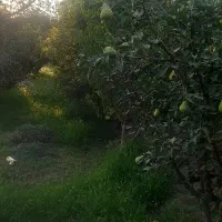 باغ میوه و باغچه(هشتگرد،تنکمان)