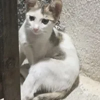 واگذاری گربه