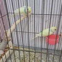 جفت مرغ عشق مولد با ۳عدد جوجه