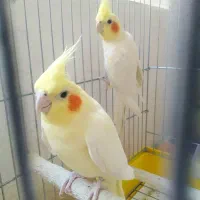 عروس هلندی