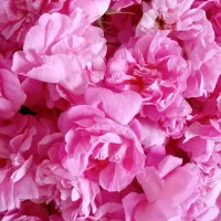 فروش گل محمدی طبیعی