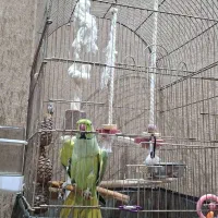 قفس پرنده مناسب طوطی ملنگو