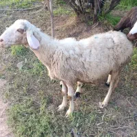 گوسفند و بره
