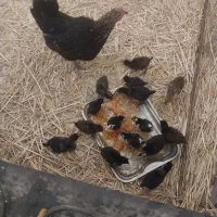 مرغ باجوجه