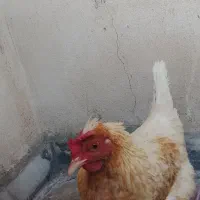 مرغ تخمگذار در ایلام