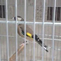ماده سهره ۲ ساله داغسر جوجه قفس رام رام کار داده