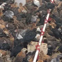 جوجه محلی گلپایگانی