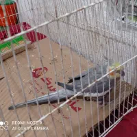 عروس هلندی نر حرف زن آماده جفت گیری