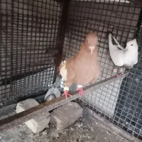 فروش 2 عدد کبوتر ماده و2 عدد در کنجه و چهار پایه