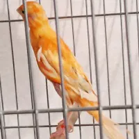 قناری جوجه(پاکدشت)