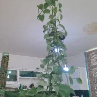 گیاه پتوس باگلدان