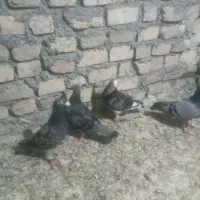 کفتر المانی پرشی