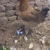 مرغ تخم کن
