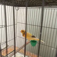 قناری نر و ماده به شرط
