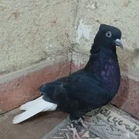 فروش زاغ دم سفید و مشکی دم سفید