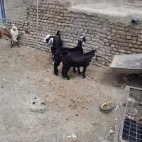 بز.|حیوانات مزرعه|جلگه رخ, |دیوار