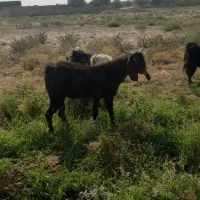بز دورگ پاکستانی یک ساله